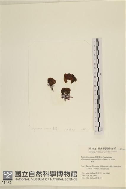 袋苔, 囊藻藏品圖，第1張