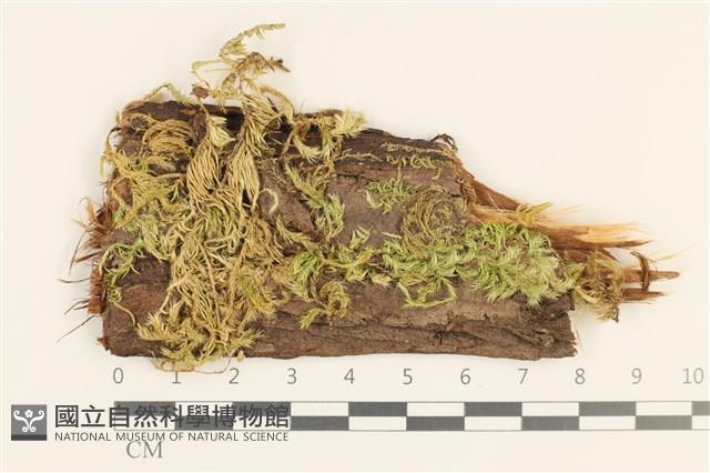 登錄號:B00015834藏品圖，第1張