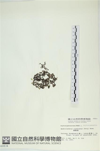 網胰藻藏品圖，第3張