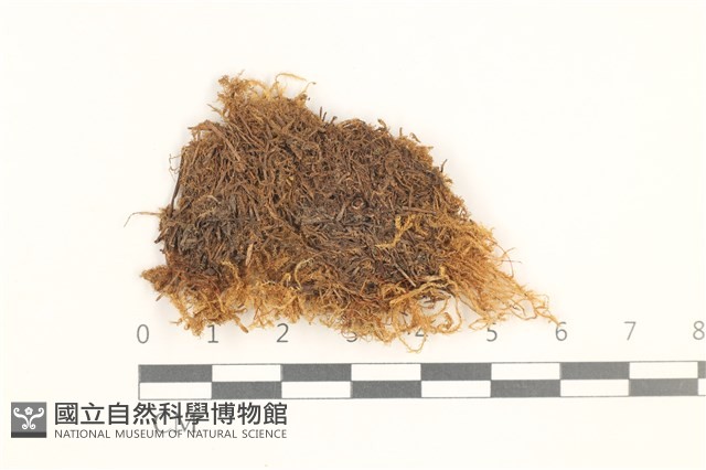 登錄號:B00014054藏品圖，第1張