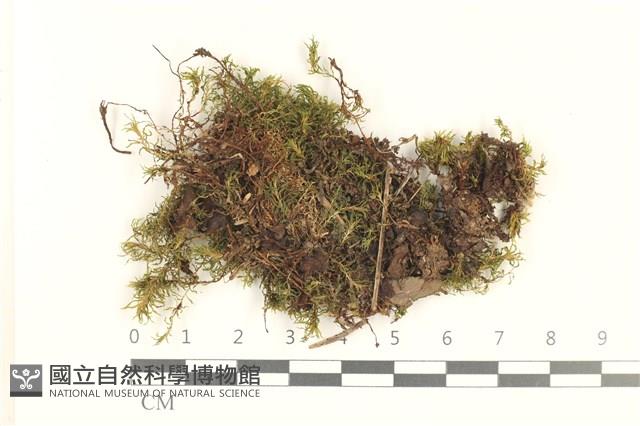 登錄號:B00004054藏品圖，第1張