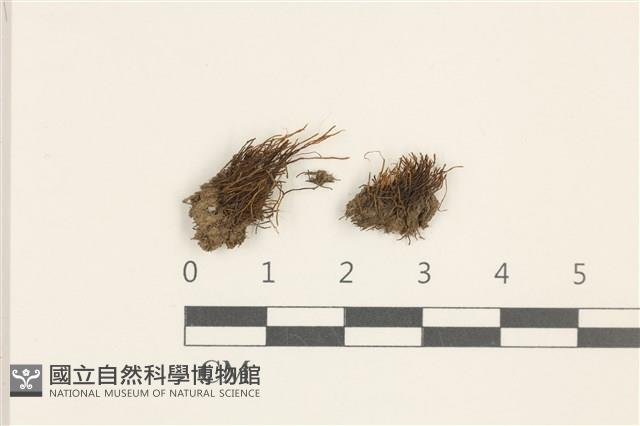 東亞昂氏蘚,東方昂氏蘚藏品圖，第1張