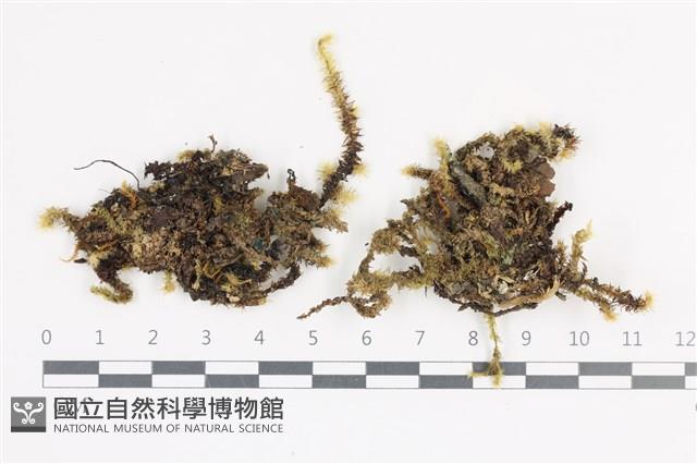 大灰氣蘚藏品圖，第1張