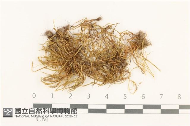 登錄號:B00010154藏品圖，第1張