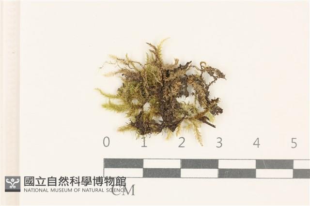 粗齒雉尾蘚藏品圖，第1張
