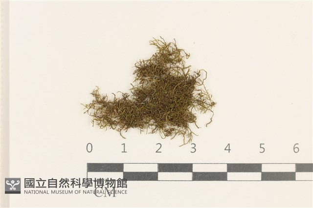 登錄號:B00005954藏品圖，第1張