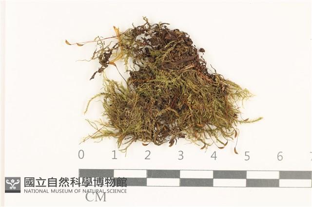 細枝青蘚藏品圖，第1張