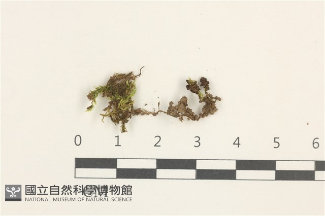 登錄號:B00014854藏品圖，第1張