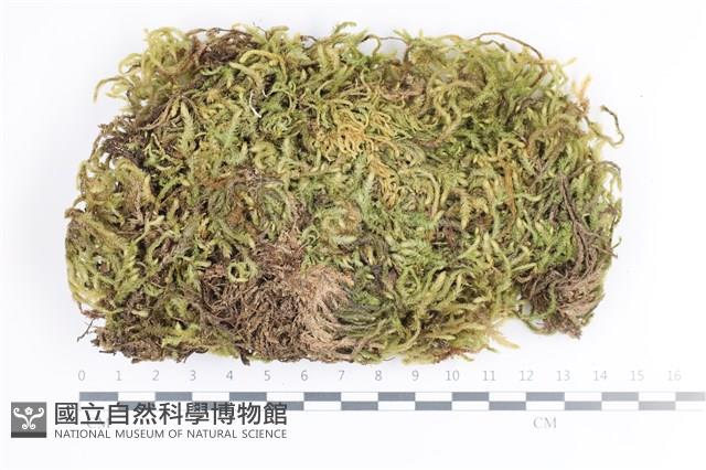 毛扭蘚藏品圖，第1張