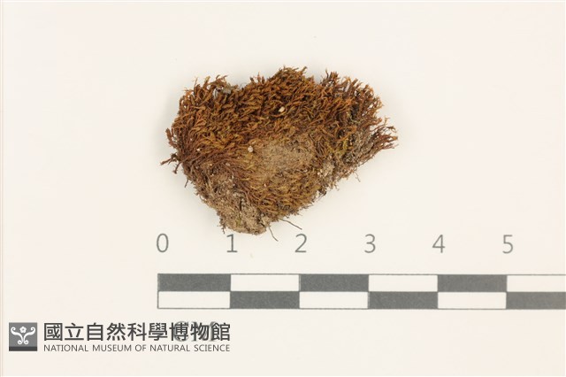 扭口蘚藏品圖，第1張