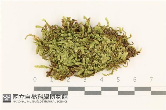 登錄號:B00015854藏品圖，第1張