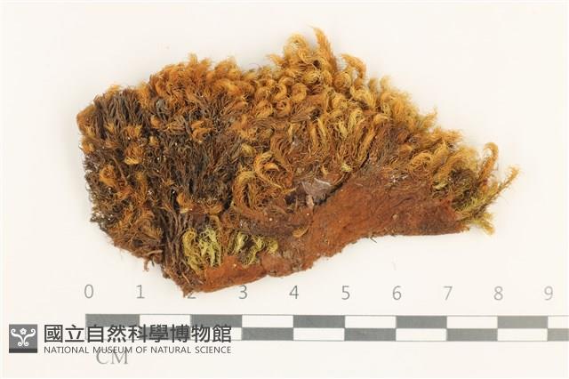 登錄號:B00000854藏品圖，第1張