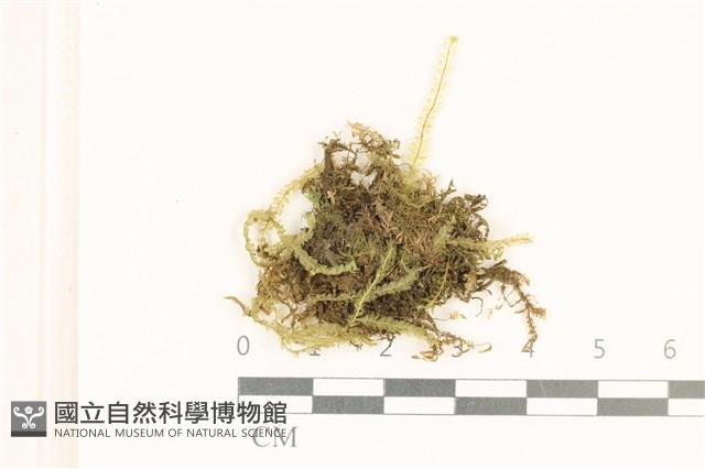 短肋雉尾蘚藏品圖，第1張