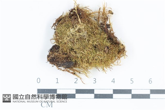青毛苔藏品圖，第1張