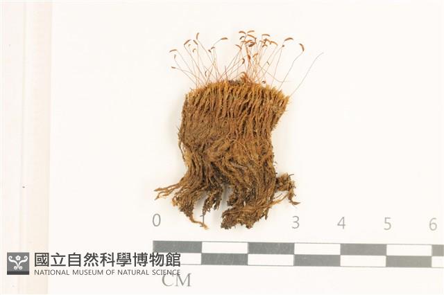 角齒蘚藏品圖，第1張