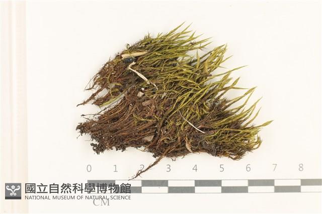 登錄號:B00021124藏品圖，第1張