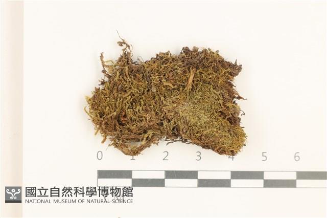 鈍葉護蒴苔藏品圖，第1張