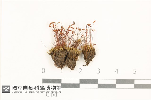 角齒蘚藏品圖，第1張