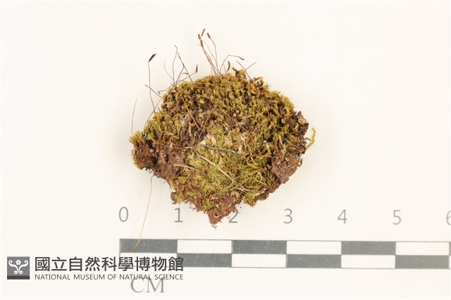 角齒蘚藏品圖，第1張