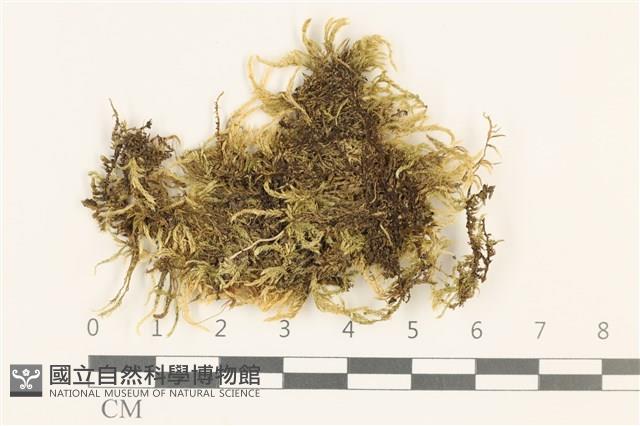 登錄號:B00010924藏品圖，第1張