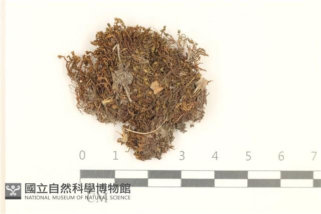 細葉真蘚藏品圖，第1張
