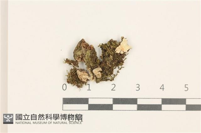 兜葉花葉蘚藏品圖，第1張