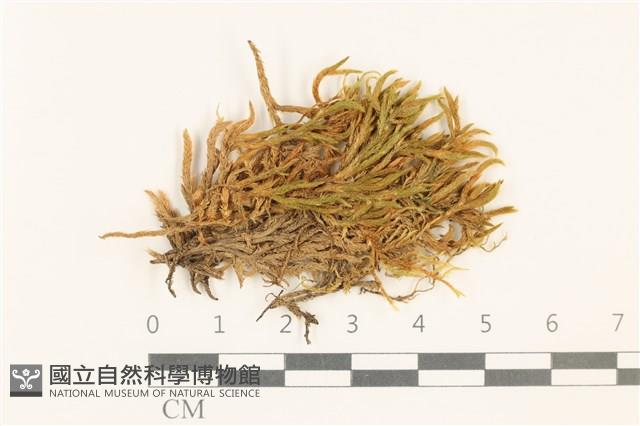 斜蒴蘚, 黃斜蒴蘚藏品圖，第1張