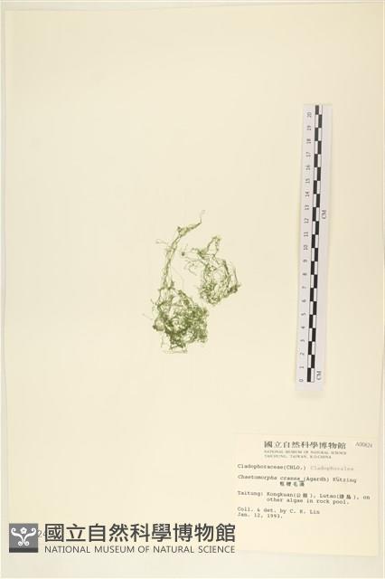 粗硬毛藻, 綠苔藏品圖，第3張