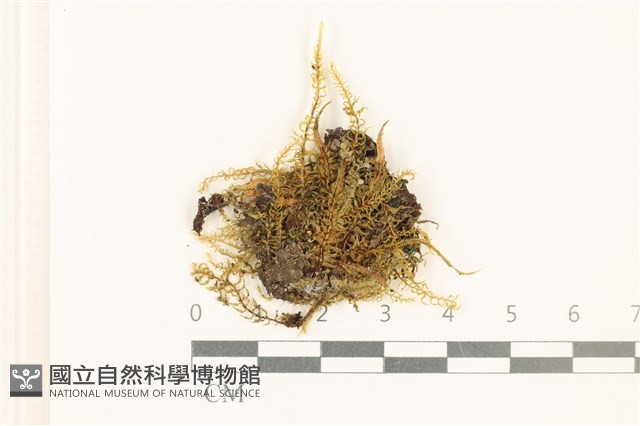 粗齒雉尾蘚藏品圖，第1張