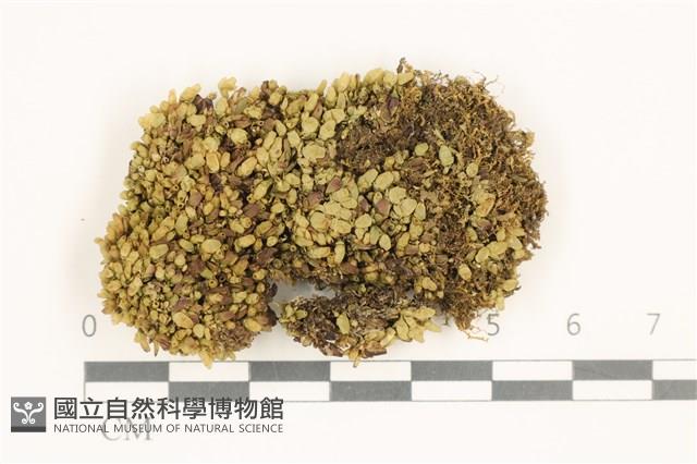 登錄號:B00006074藏品圖，第1張