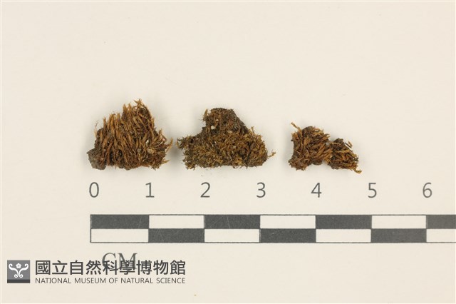 登錄號:B00014074藏品圖，第1張