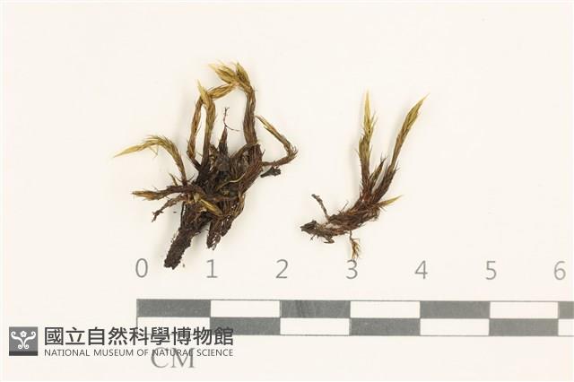 節莖曲柄蘚藏品圖，第1張