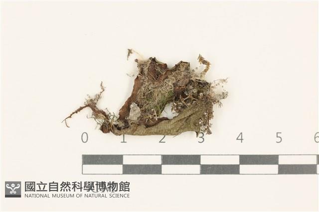蛇苔藏品圖，第1張