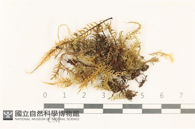 粗齒雉尾蘚藏品圖，第1張