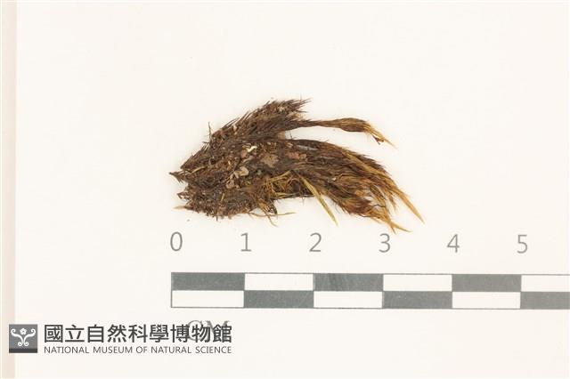 節莖曲柄蘚藏品圖，第1張