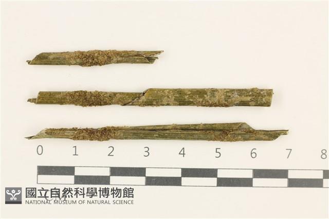 登錄號:B00018874藏品圖，第1張
