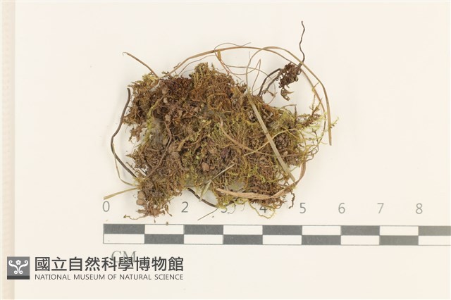 黃葉細濕蘚藏品圖，第1張