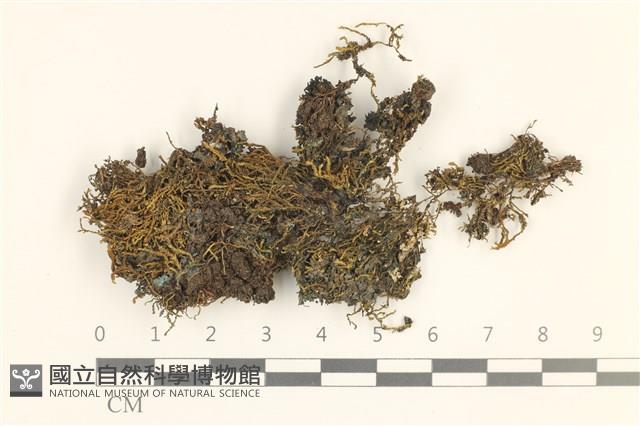 登錄號:B00011874藏品圖，第1張