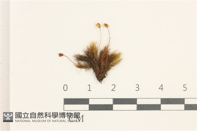 登錄號:B00000874藏品圖，第1張