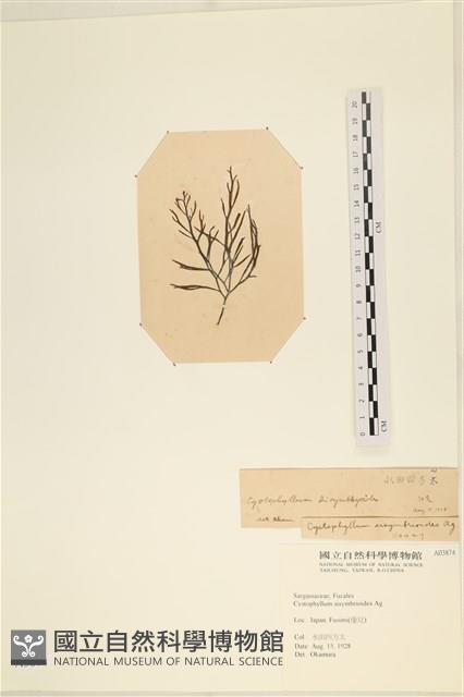 登錄號:A00003874藏品圖，第3張