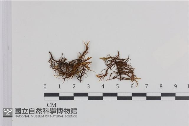 山羽蘚藏品圖，第1張