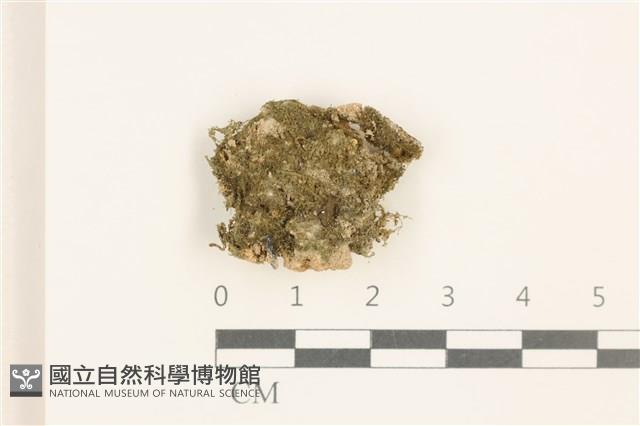 刺葉護蒴苔藏品圖，第1張