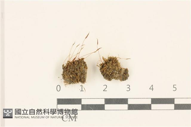 鈍葉蘆薈蘚藏品圖，第1張