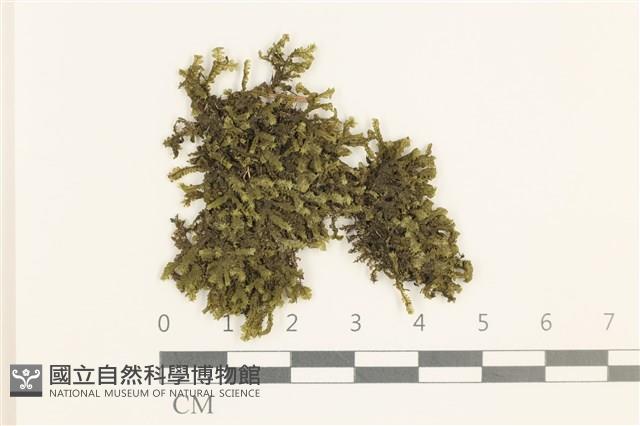 館號:B00021114藏品圖，第1張