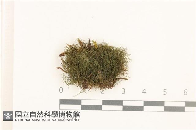 鈍瓣大萼苔藏品圖，第1張