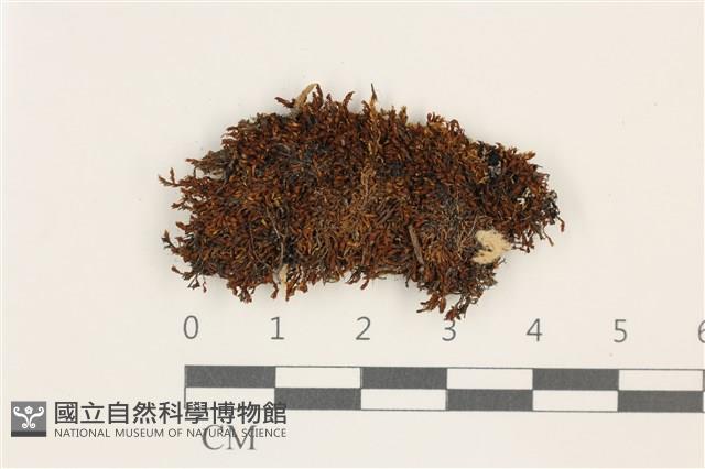 登錄號:B00017914藏品圖，第1張