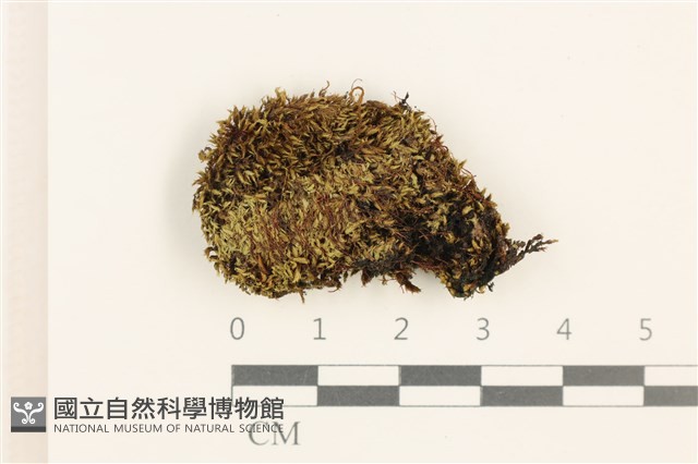 登錄號:B00011914藏品圖，第1張