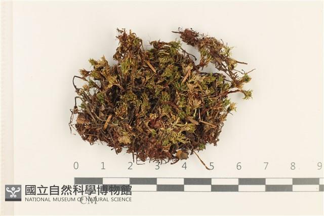 登錄號:B00017814藏品圖，第1張