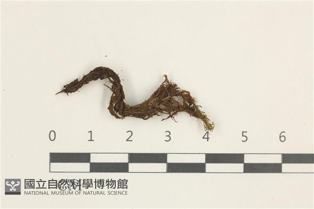 登錄號:B00015814藏品圖，第1張