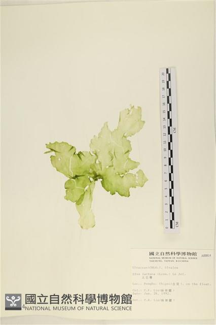 大石蓴, 石蓴藏品圖，第1張